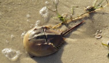 As horseshoe crab populations decline, do they need stronger protections? - Tampa Bay Times