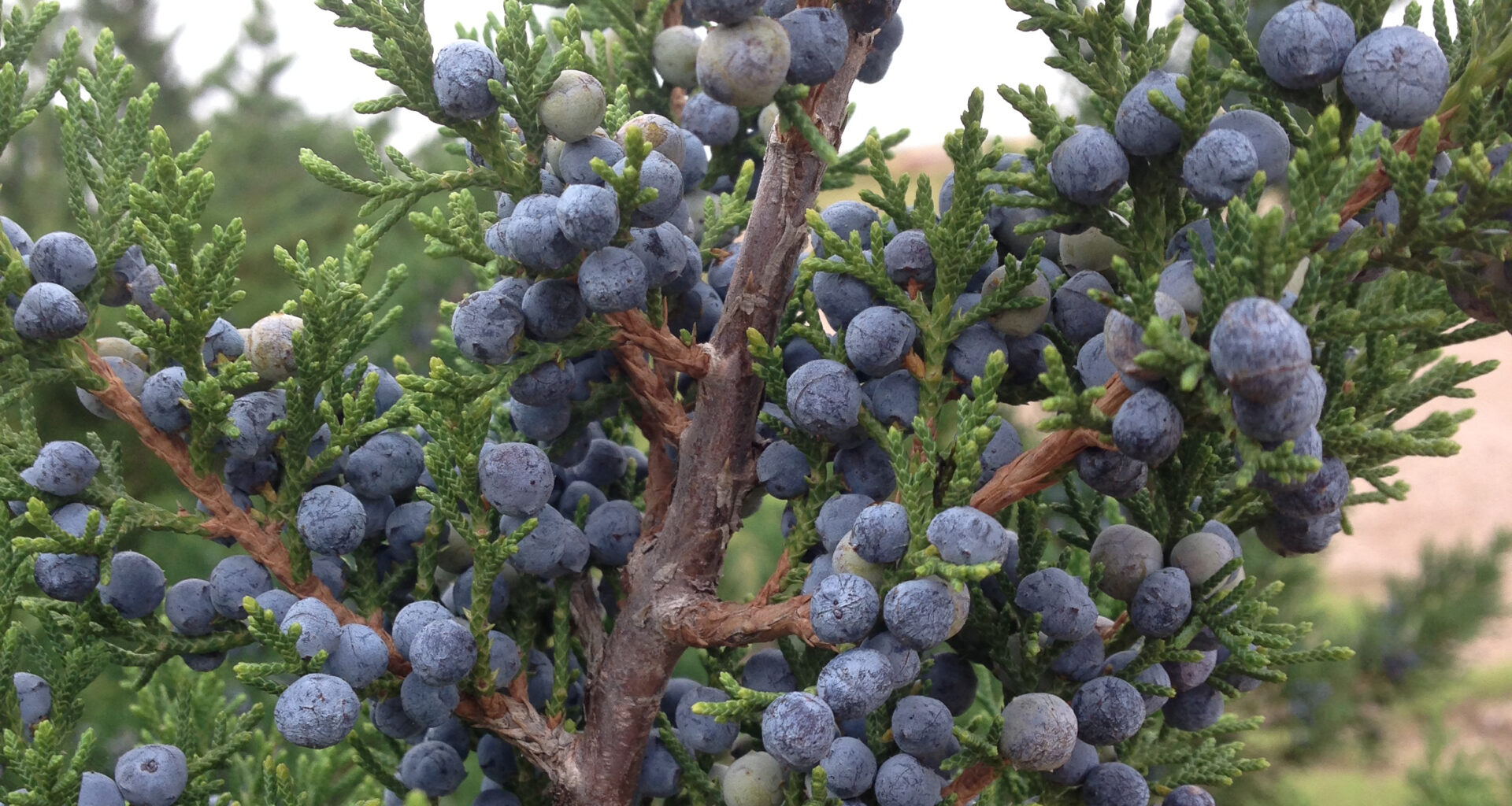 Can’t breathe? It’s peak cedar fever season in Tarrant. Here’s what to know