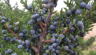 Can’t breathe? It’s peak cedar fever season in Tarrant. Here’s what to know