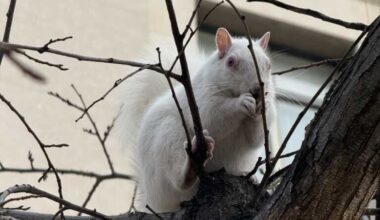 Friends of the the White Whale Society Presents