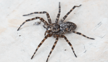 Meet the venomous Maine spider that comes out in the winter