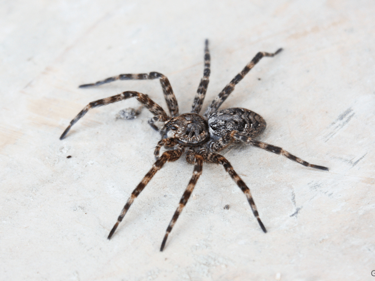 Meet the venomous Maine spider that comes out in the winter