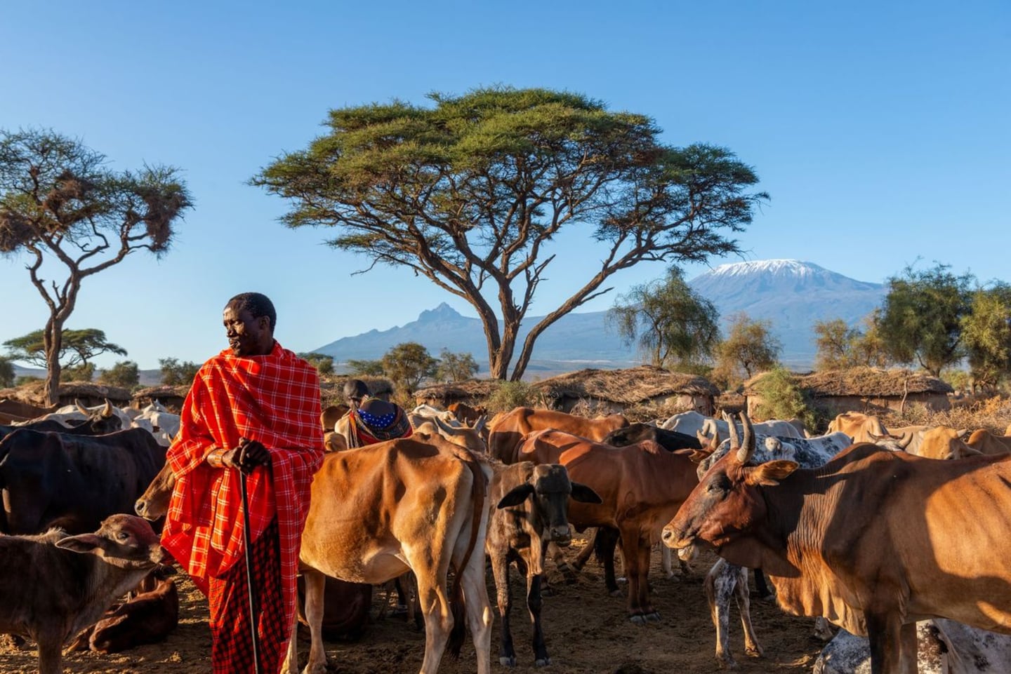 “Massai Warrior,” taken by Lou Jones in Amboseli National Park, Kenya, on April 19, 2022. Part of Jones's "panAFRICAproject", the photo highlights the importance of cattle to local tribes.