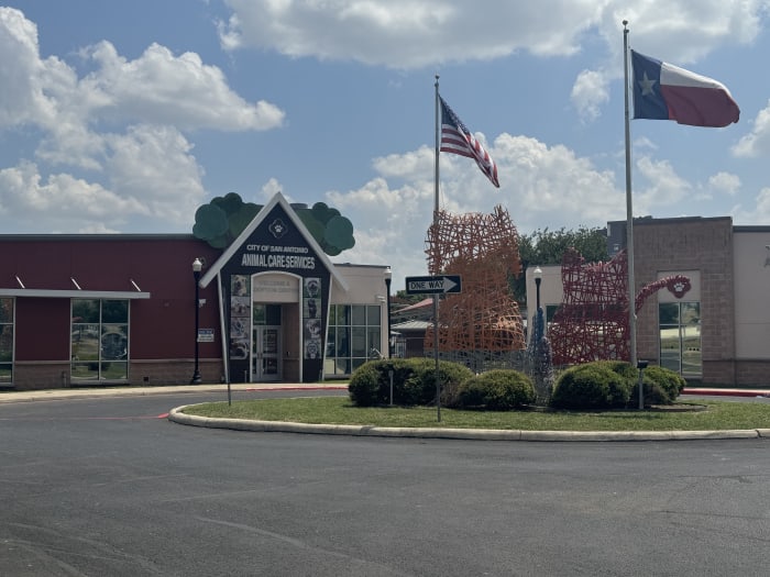 San Antonio Animal Care Services seeks foster homes for at least 100 dogs ahead of weekend freeze