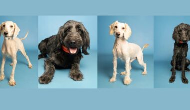 Dogs rescued from disturbing conditions in Phoenix have new families