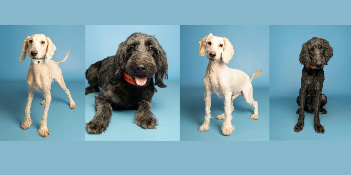 Dogs rescued from disturbing conditions in Phoenix have new families