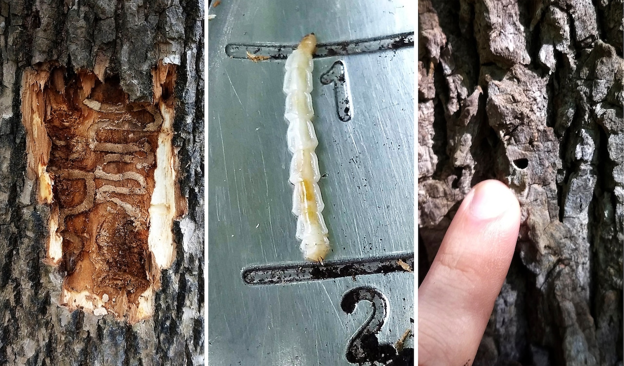 Cornell collects rare ash tree cuttings in race against invasive beetle