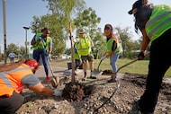 A new Dallas initiative offers neighborhood volunteers free access to gardening and cleanup...