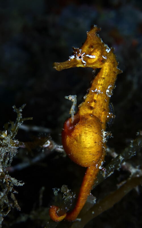 A close-up photo of a bright yellow seahorse clinging to underwater plants or algae, set against a dark, blurry background. Its curved tail is wrapped around the vegetation.