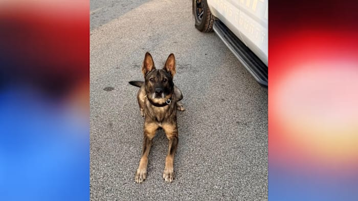 Harris County K-9 back on duty, week after suspect tries to drown him