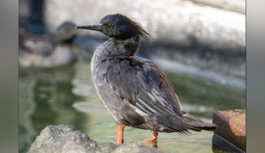Sylvan Heights Bird Park welcomes endangered Brazilian ducks