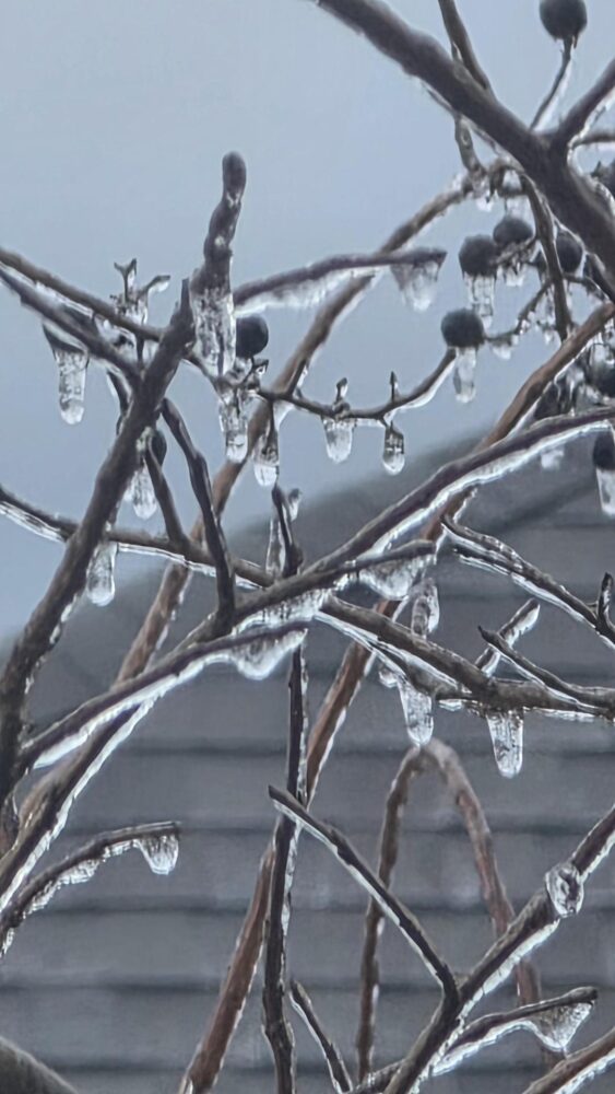 Ice on Branches