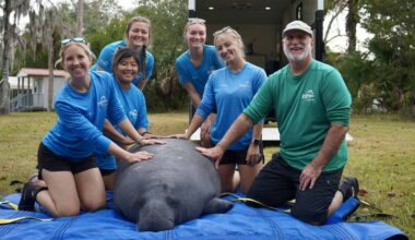 ZooTampa Released 26 Rehabilitated Manatees Back into Florida Waters in 2025–the Most on Record