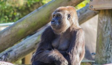 A critically endangered gorilla at the Audubon Zoo is pregnant