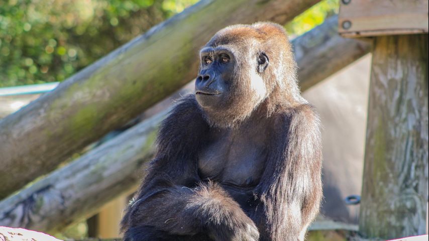 A critically endangered gorilla at the Audubon Zoo is pregnant