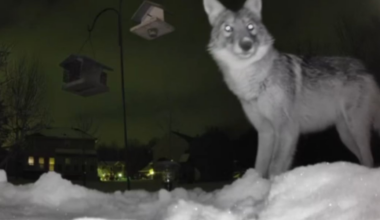 Coyotes caught on camera in Avon backyard
