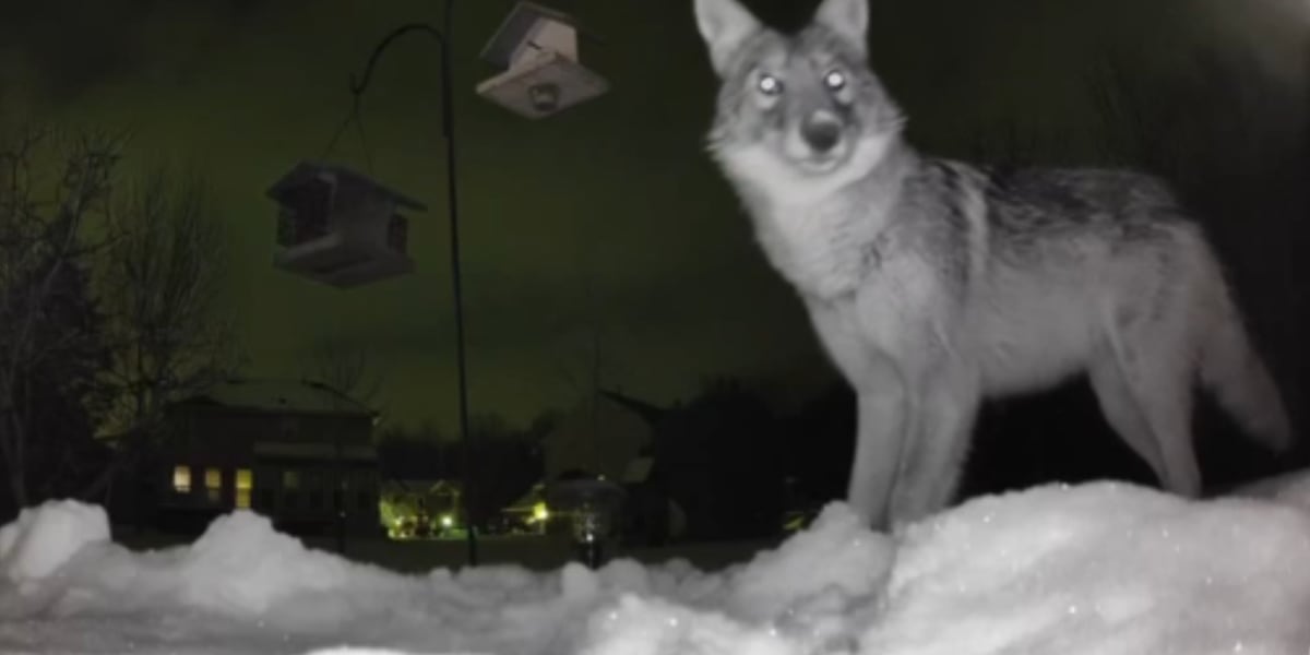 Coyotes caught on camera in Avon backyard