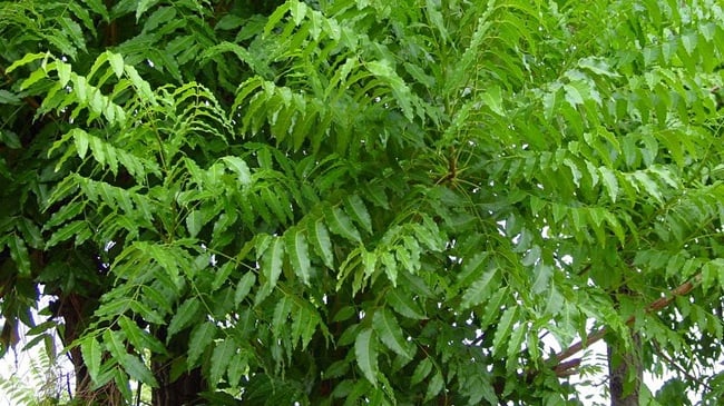 neem leaves