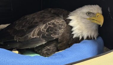 Bald eagle fights for survival at Mid-Michigan rehab center after lead poisoning