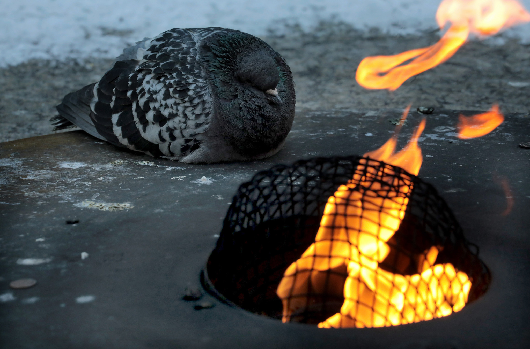 A pigeon warms itself up from a memorial flame at...