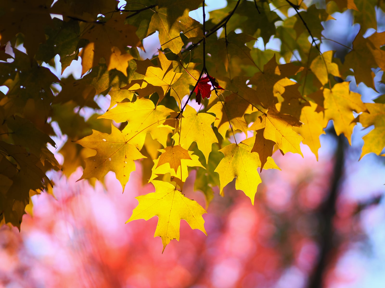 Sunlight shines through a cluster of yellow and orange autumn maple leaves, with a blurred background of pink and blue sky and tree branches.