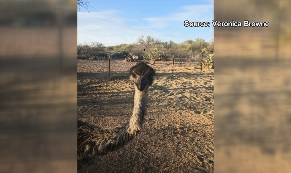 Echo got out of his pen in Avra Valley on New Year's Eve.