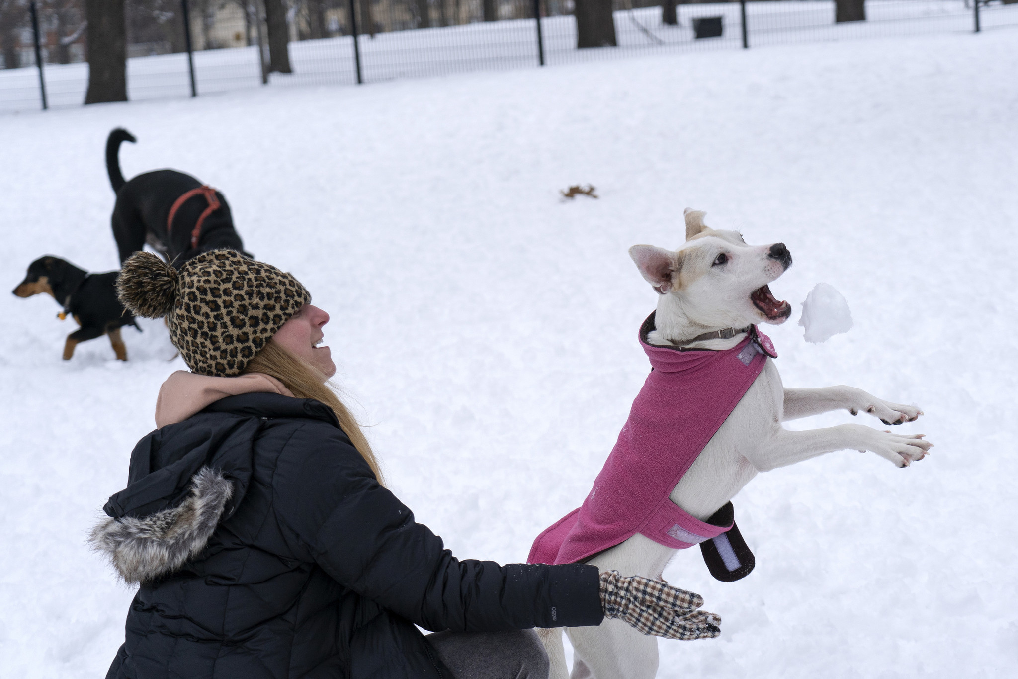 Kelly Nichol tosses a snowball for her 11-month-old dog Mason...