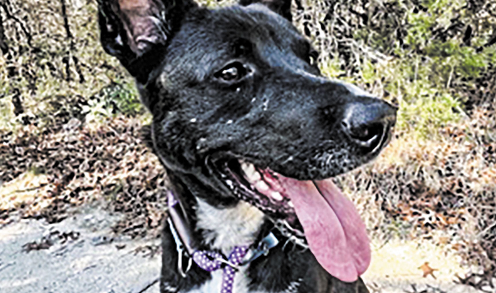 Pet of the week • 01-09-26