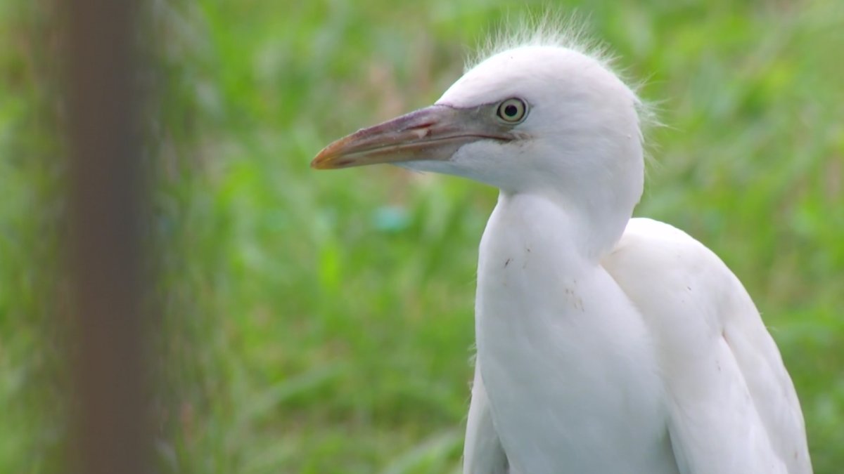 Fort Worth residents preparing for egret season – NBC 5 Dallas-Fort Worth