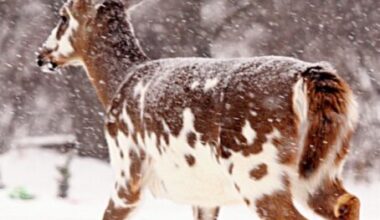 Winter hiking finds footing across Western New York | News, Sports, Jobs