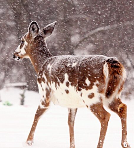 Winter hiking finds footing across Western New York | News, Sports, Jobs