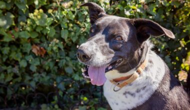 An LA animal shelter is giving its longest resident her own ‘Pollypalooza’ fest – NBC Los Angeles