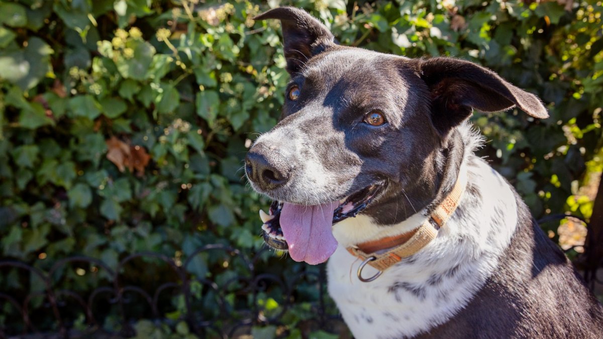 An LA animal shelter is giving its longest resident her own ‘Pollypalooza’ fest – NBC Los Angeles