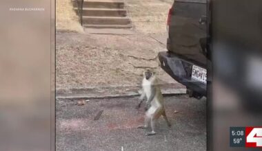 St. Louis offers amnesty for missing monkeys as search shifts focus