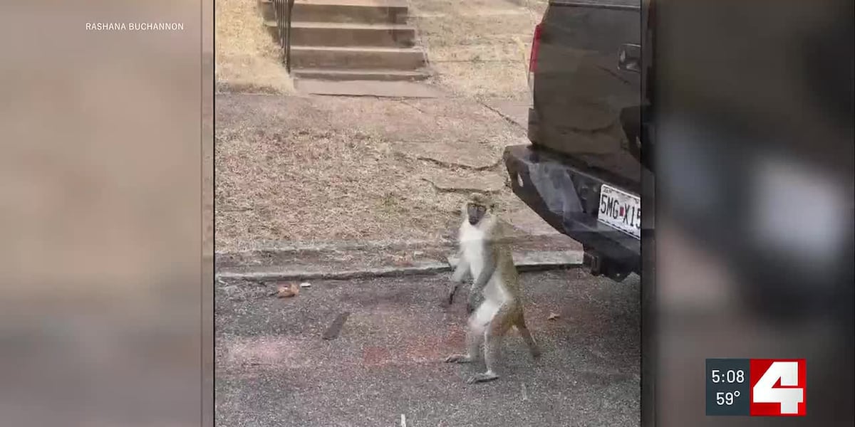St. Louis offers amnesty for missing monkeys as search shifts focus
