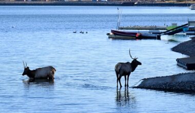 Two elk take a dip in Lake Loveland on Wednesday
