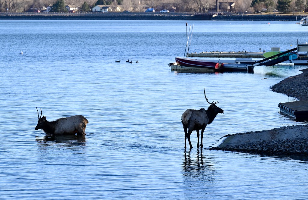 Two elk take a dip in Lake Loveland on Wednesday