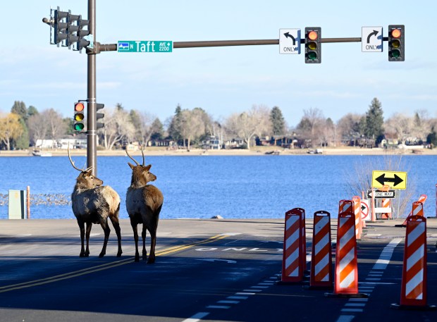 Two bull elk appear to look both ways before crossing Taft Avenue at 22nd Street on their way to Lake Loveland on Wednesday, Jan. 14, 2026.    (Jenny Sparks/Loveland Reporter-Herald)