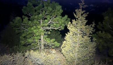 Colorado is caught in the crosshairs of mountain lion lovers and wolf haters (Editorial)