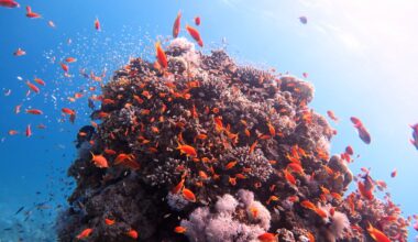 Coral reefs control the daily rhythms of ocean microbes