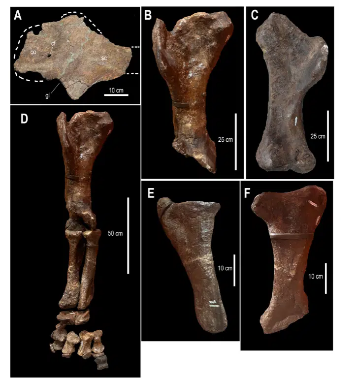 Right Forelimb Bones Of A Giant Stegosaurid From Utah. The 74 Cm Humerus Is The Largest Known For This Group.
