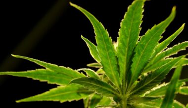 Hoboken cannabis company lawsuit against former mayor can proceed, court rules