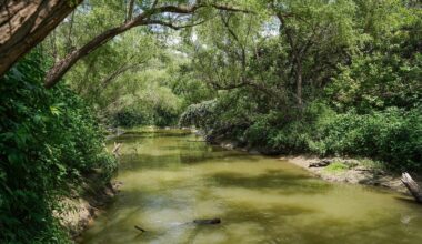 Most-Viewed River Authority Blogs in 2025 ~ San Antonio River Authority