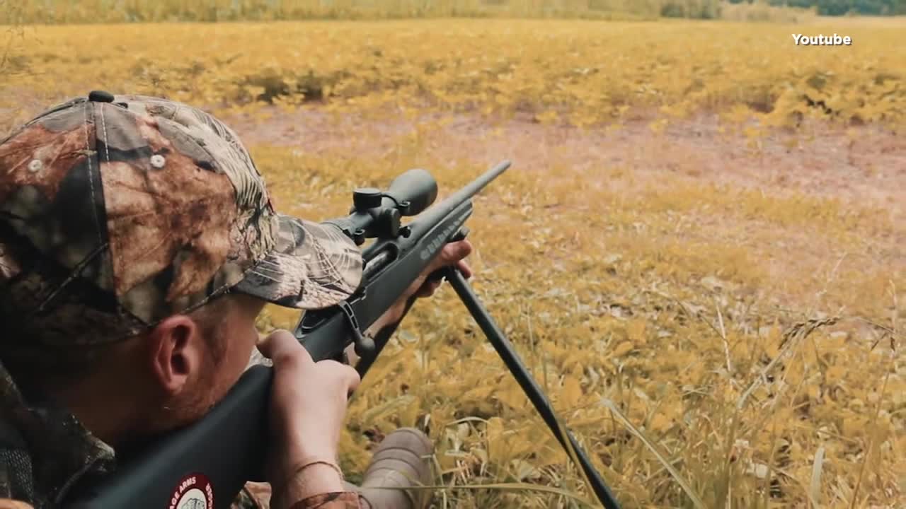 Minnesota deer hunting sees higher than average increase in harvested deer in 2025