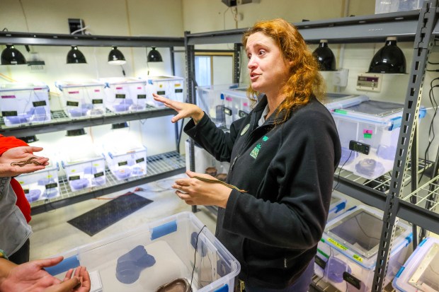 Jamie McNellis, a Conservation Specialist at the San Francisco Zoo, shows garter snakes kept in enclosures at the San Francisco Zoo in San Francisco, Calif., on Thursday, Dec. 4, 2025. (Ray Chavez/Bay Area News Group)
