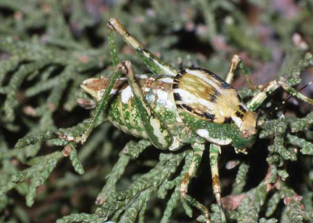 A shieldback katydid, Aglaothorax khioneos, is an insect found in the White Mountains east of Bishop California with a high-pitched chirping song was distinguished as a species in a paper last year (Photo by David Weissman/California Academy of Sciences).