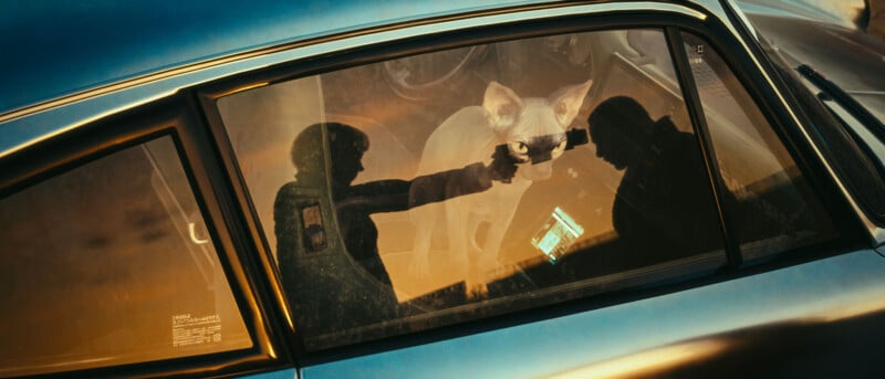A Sphynx cat sits inside a car, while the reflection on the window shows a person pointing a gun toward the animal. The scene is tinted with a warm, golden light.
