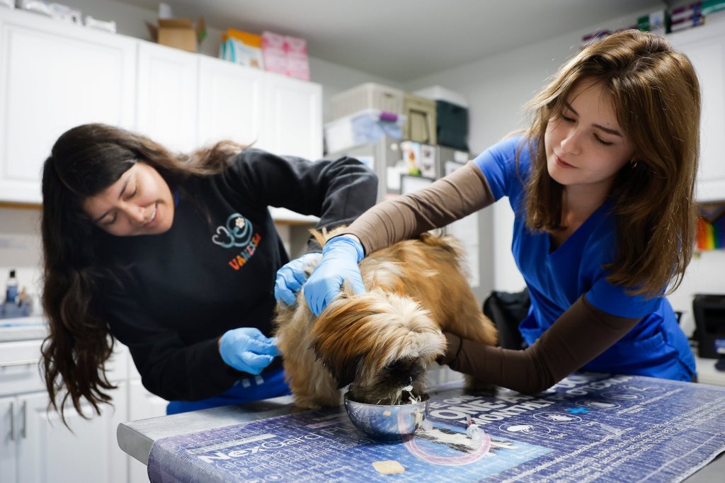 San Diego Humane Society planning $11M animal hospital to provide low-cost care to pet owners – San Diego Union-Tribune
