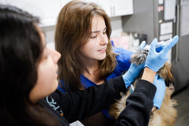 Veterinary assistants Vanessa Meza and Madeleine Inoue treat Mochi at the San Diego Humane Society Community Veterinary Clinic on Thursday, Jan. 8, 2026 in San Diego, California. (Meg McLaughlin / The San Diego Union-Tribune)