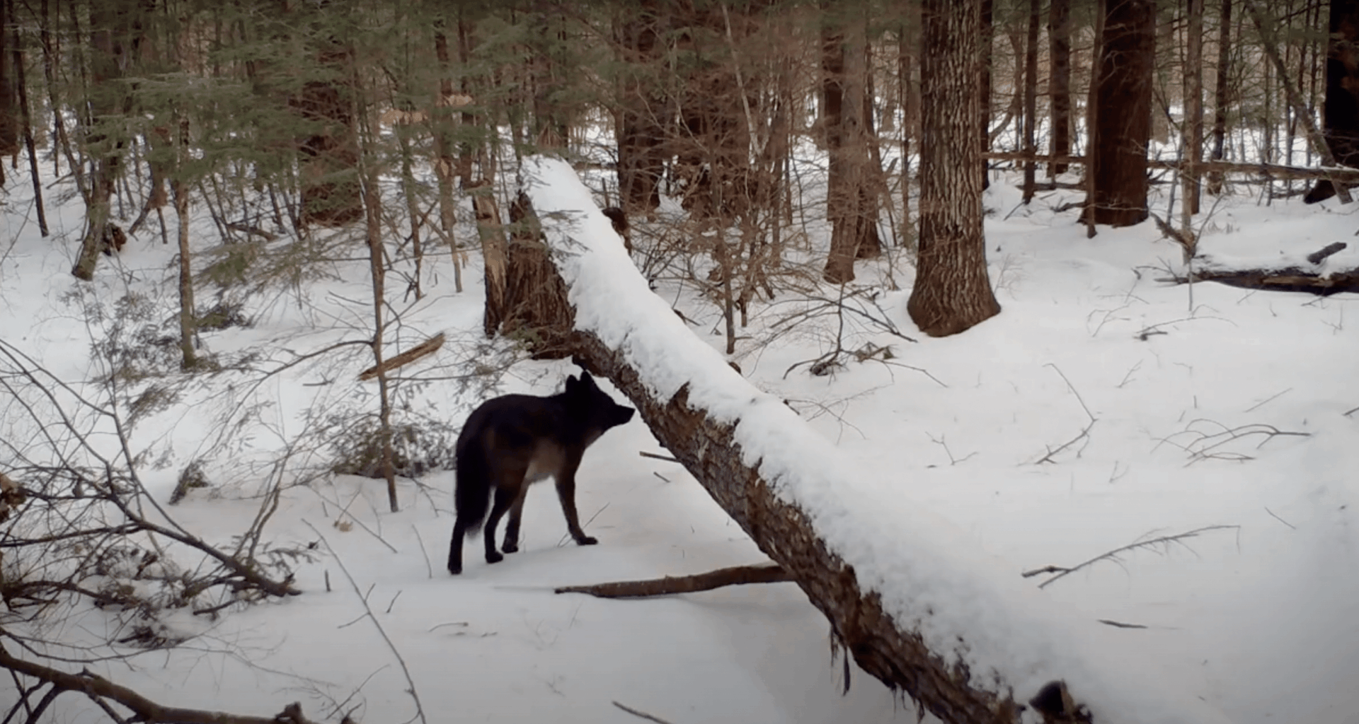 Unusual black coyote captured on camera in Maine